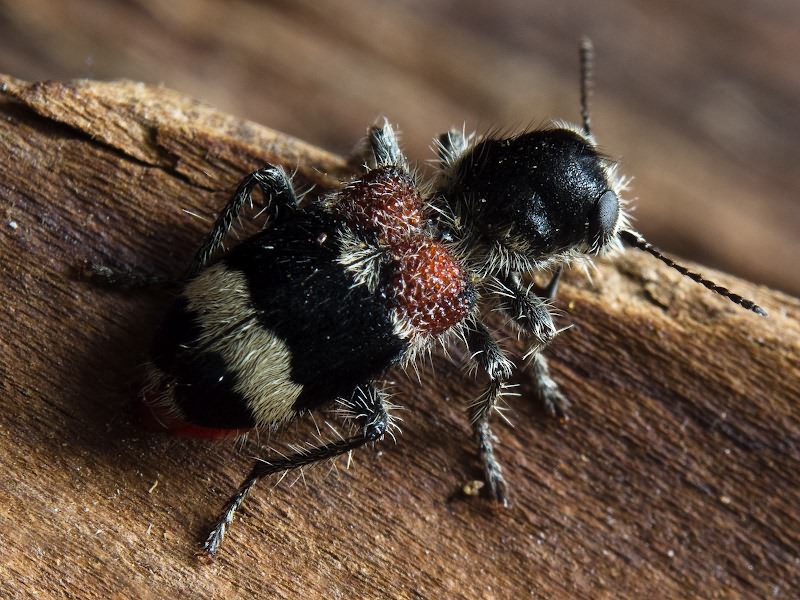 Clerus mutillarius Fabricius, 1775